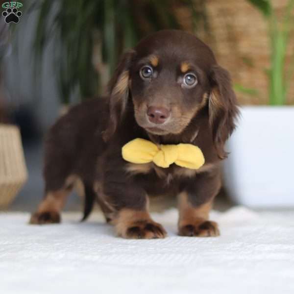 Glizzy, Dachshund Puppy